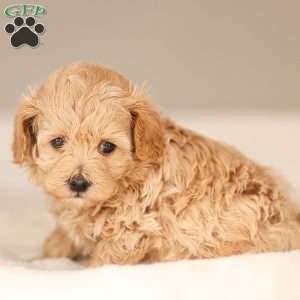 Allie, Maltipoo Puppy